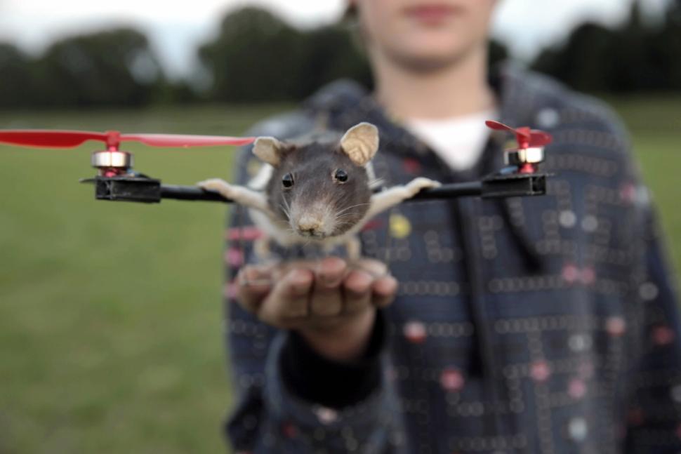 主人為紀(jì)念逝世愛寵將其制成特殊直升機(jī)(高清組圖)