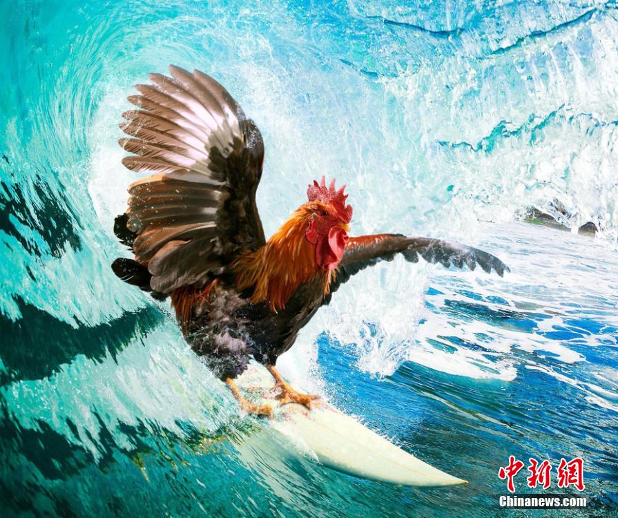 有趣！英國一公司推出公雞日歷