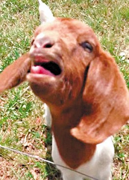 這只會(huì)說(shuō)話的小山羊不斷發(fā)出類似“What”的聲音。